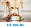 Best Dog Food in the Philippines 2022