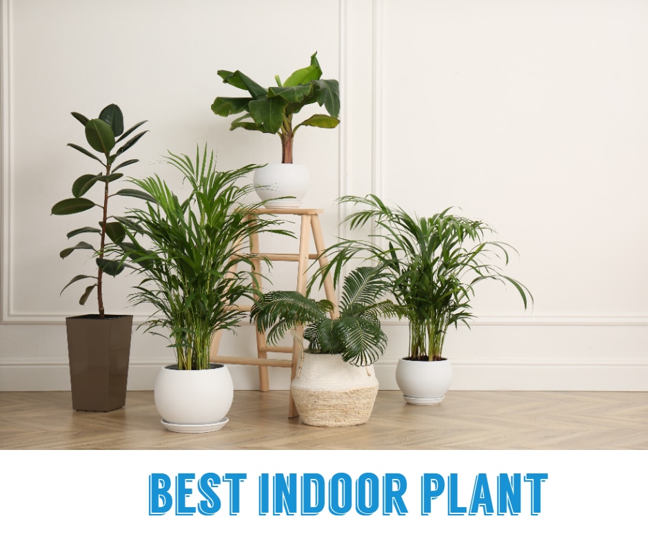 Best Indoor Plants In The Philippines | Best Prices Philippines