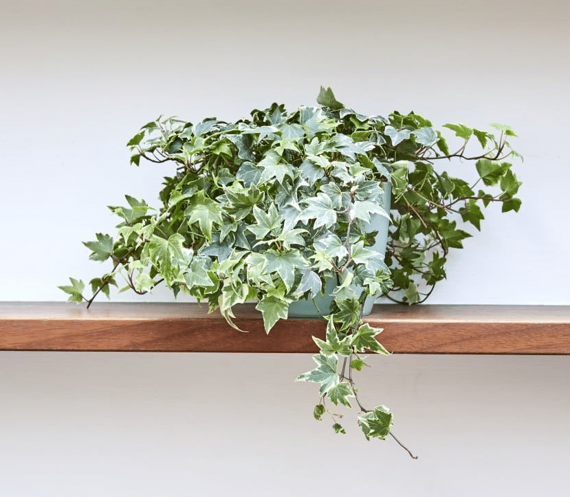 Variegated Ivy Indoor Plant - Indoor Plants Philippines, Air purifying plants best for your home, Which indoor plant purifies the air the most?, How many plants do you need to purify a room?, Which indoor plants produce the most oxygen?, Best Plants for Cleaning Indoor Air in Philippines, Gorgeous Indoor Plants That Are Almost Impossible to Kill, Which indoor plant is good for home?, What plants grow well indoors?, Which plants are best for living room?, What is the prettiest indoor plant?,