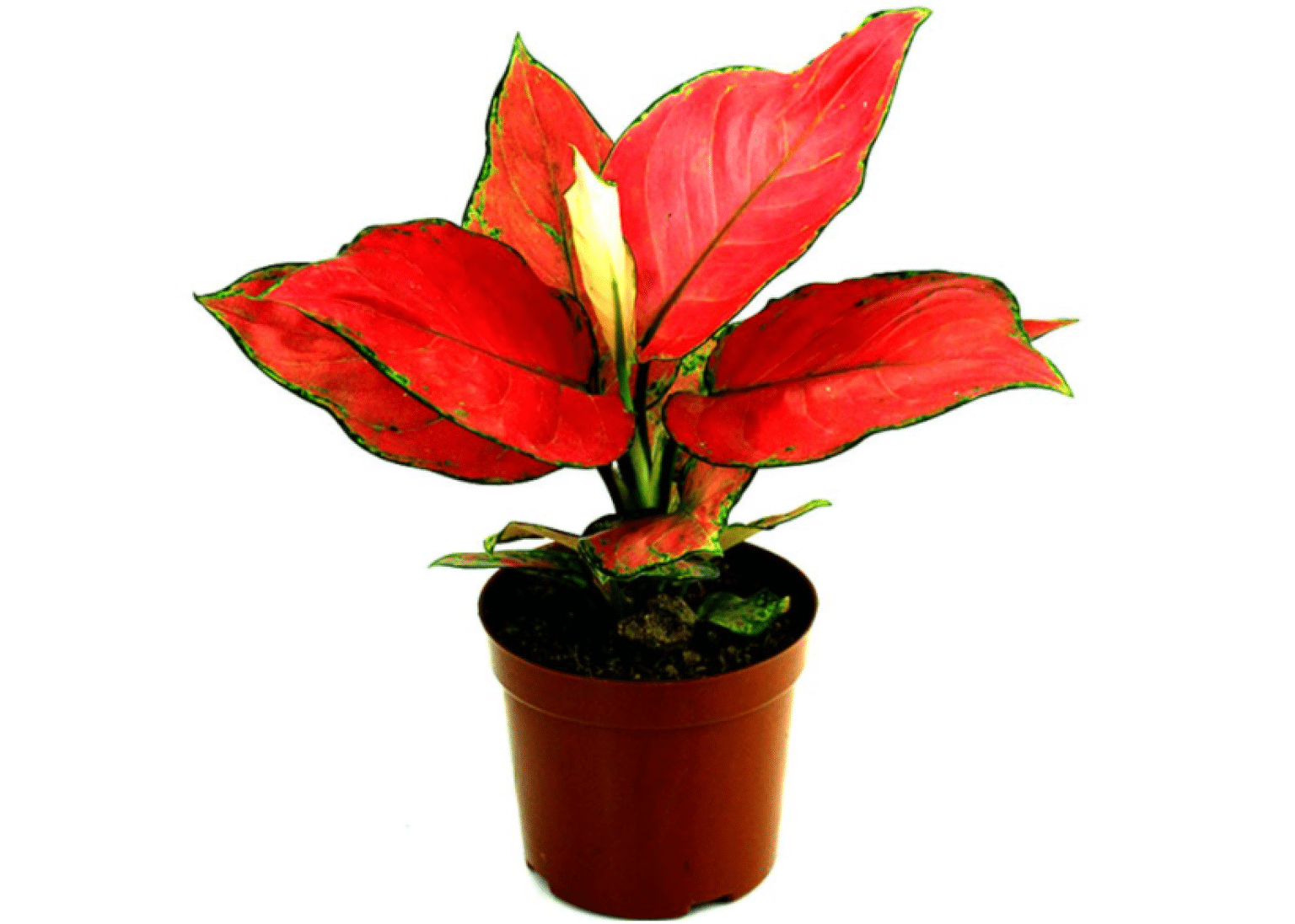 Philippines Best Indoor Plant 1536x1097 