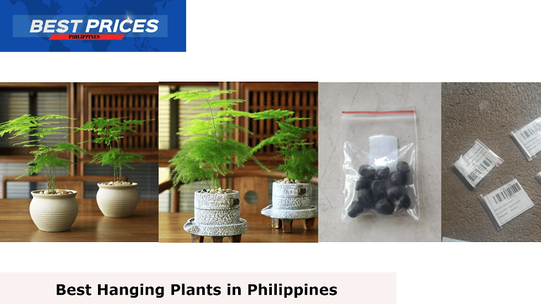 Asparagus Ferns - Hanging Plants Philippines, Hanging Plants Philippines, What is the best hanging plant?, What is the name of hanging plants?, What are the best plants for hanging pots?, What is the fastest growing hanging plant?, best easy indoor hanging plants, hanging indoor plants Philippines, Hanging plants real Philippines, What is the best plant in the Philippines?, low-maintenance outdoor hanging plants philippines, hanging plants indoor, hanging plants for sale, low-maintenance outdoor plants in the philippines, plants suitable for hanging baskets,