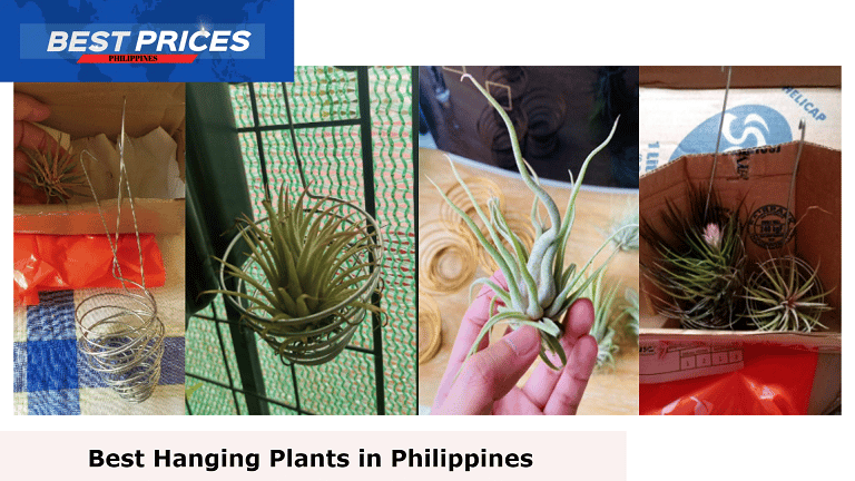 Ionantha Rubra - Hanging Plants Philippines, Hanging Plants Philippines, What is the best hanging plant?, What is the name of hanging plants?, What are the best plants for hanging pots?, What is the fastest growing hanging plant?, best easy indoor hanging plants, hanging indoor plants Philippines, Hanging plants real Philippines, What is the best plant in the Philippines?, low-maintenance outdoor hanging plants philippines, hanging plants indoor, hanging plants for sale, low-maintenance outdoor plants in the philippines, plants suitable for hanging baskets,