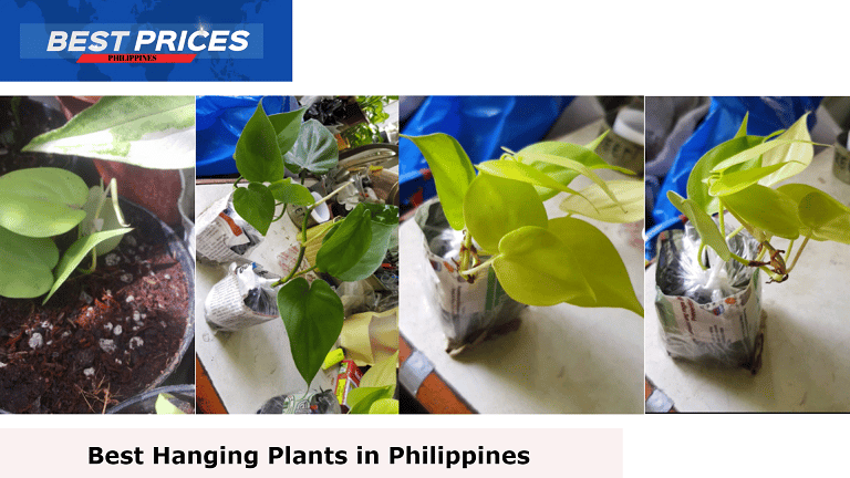 Neon Philodendron - Hanging Plants Philippines, Hanging Plants Philippines, What is the best hanging plant?, What is the name of hanging plants?, What are the best plants for hanging pots?, What is the fastest growing hanging plant?, best easy indoor hanging plants, hanging indoor plants Philippines, Hanging plants real Philippines, What is the best plant in the Philippines?, low-maintenance outdoor hanging plants philippines, hanging plants indoor, hanging plants for sale, low-maintenance outdoor plants in the philippines, plants suitable for hanging baskets,