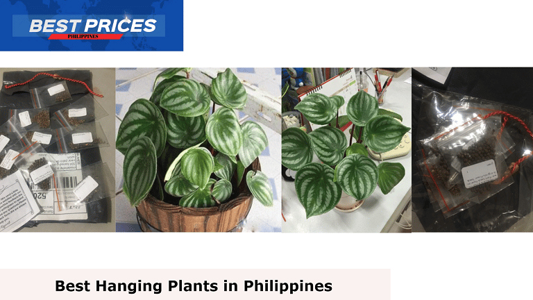 Peperomia Hope - Hanging Plants Philippines, Hanging Plants Philippines, What is the best hanging plant?, What is the name of hanging plants?, What are the best plants for hanging pots?, What is the fastest growing hanging plant?, best easy indoor hanging plants, hanging indoor plants Philippines, Hanging plants real Philippines, What is the best plant in the Philippines?, low-maintenance outdoor hanging plants philippines, hanging plants indoor, hanging plants for sale, low-maintenance outdoor plants in the philippines, plants suitable for hanging baskets,